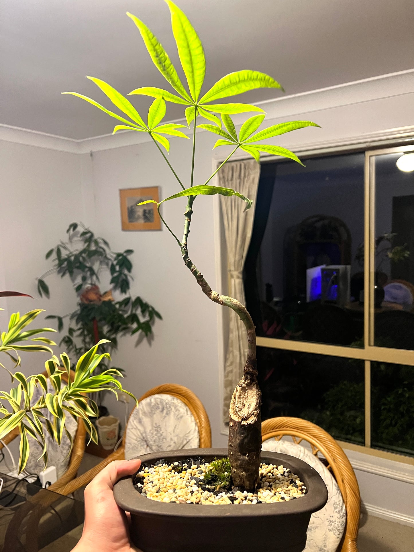 7 Leaves 🍀 Indoor Guiana Chestnut “Pachira Aquatica” Bonsai Tree 9 Inch 发财树 - Bonsai Gifts Nursery