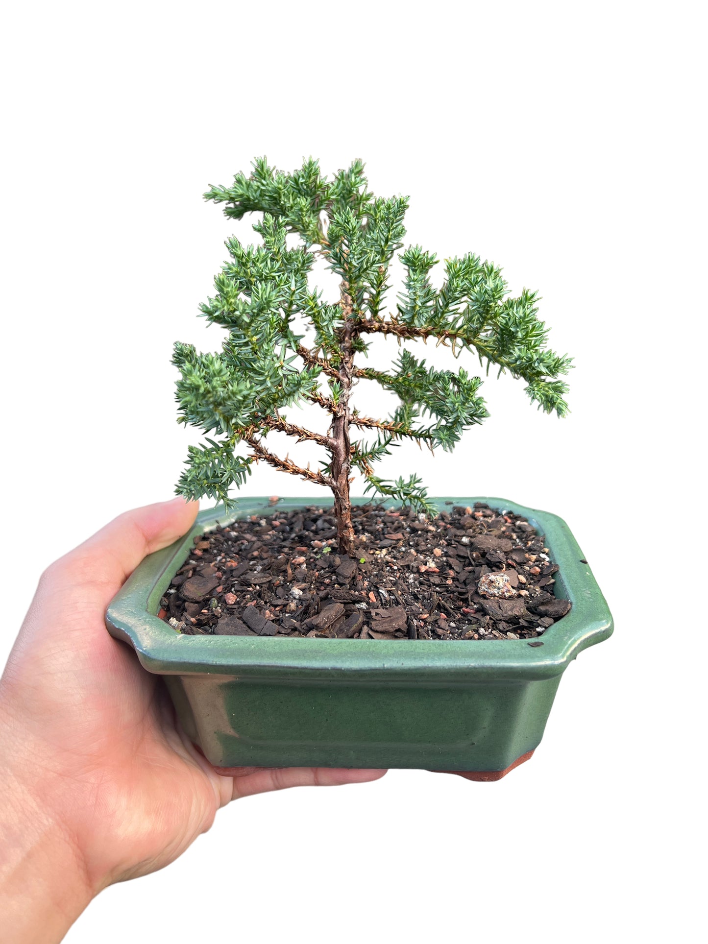 6” Juniper Bonsai Tree - Bonsai Gifts Nursery