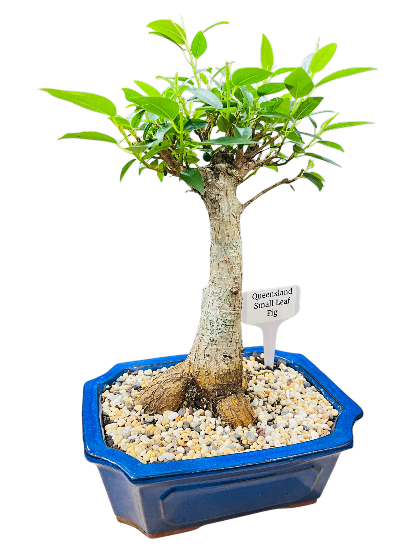 8 Inch Small Leaf Fig Bonsai Tree