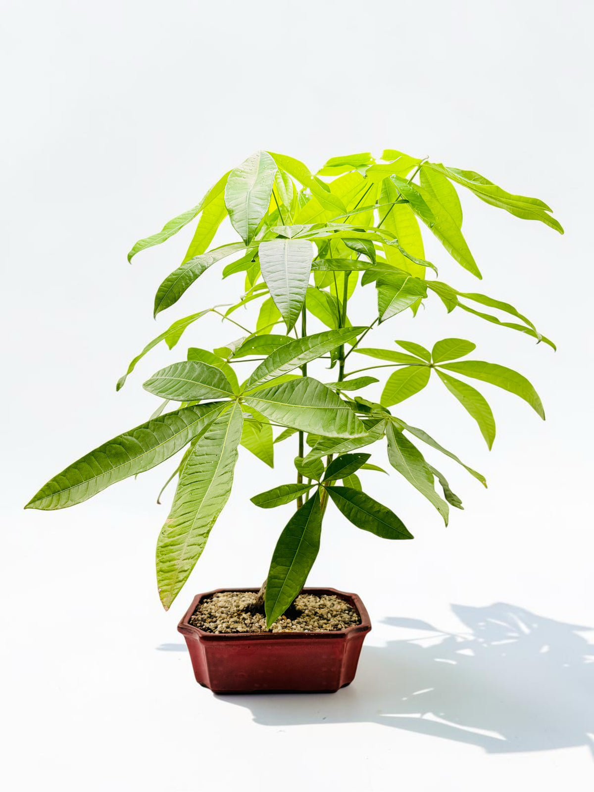 2018 Indoor Guiana Chestnut “Pachira Aquatica” Bonsai Tree 10 Inch 发财树