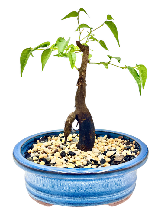 Weeping Fig Buddha Belly Bonsai Tree 6 Inch