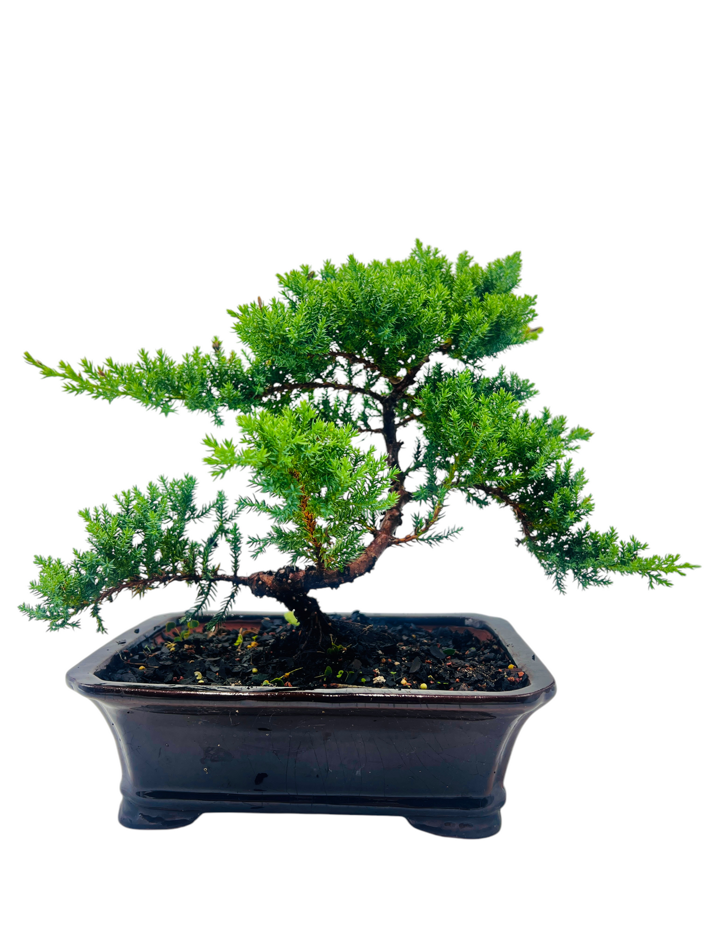 10” Large Juniper Squamata Bonsai Tree - Black Pot