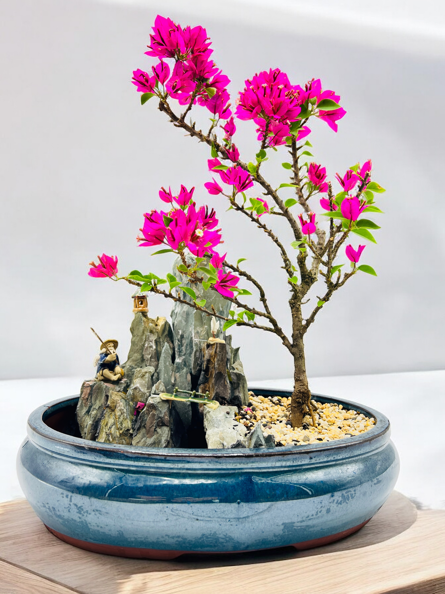 bonsai trees pink 14 Inch Bougainvillea Rock Feature Bonsai Tree – Bonsai Gifts Nursery