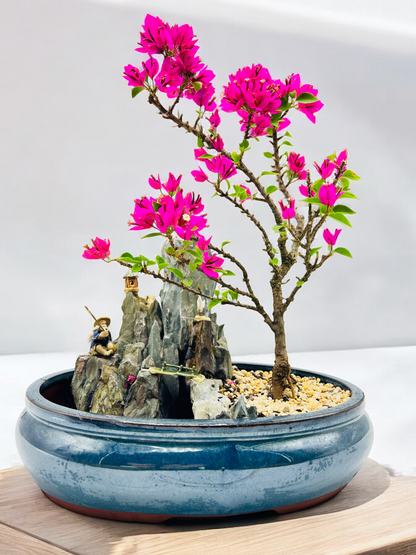 14 Inch Bougainvillea Rock Feature Bonsai Tree