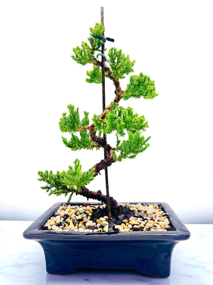 8 Inch Juniper Squamata Bonsai Tree - Black Rectangle Pot