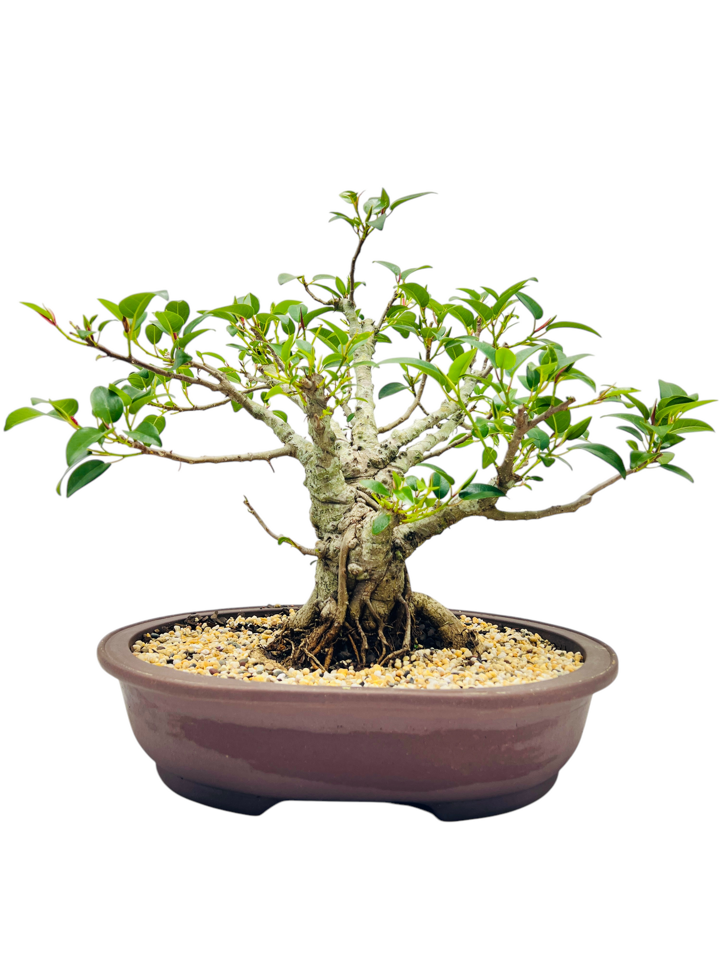 21 Year Old Small Leaf Fig Bonsai Tree