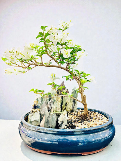 14 Inch White Bougainvillea Rock Feature Bonsai Tree