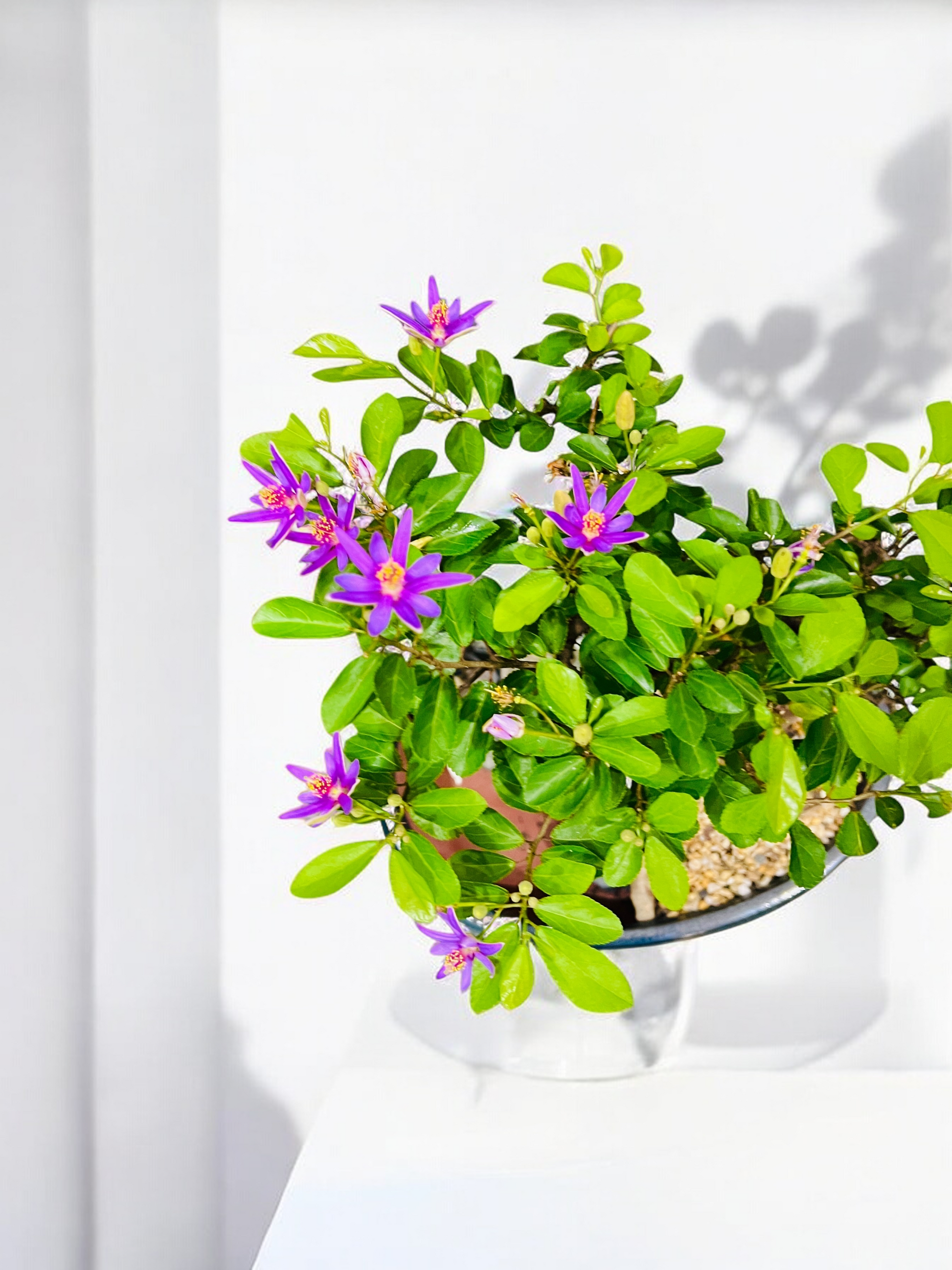 purple flower bonsai tree 14 Inch Lavender Star Rock Feature Bonsai Tree – Bonsai Gifts Nursery