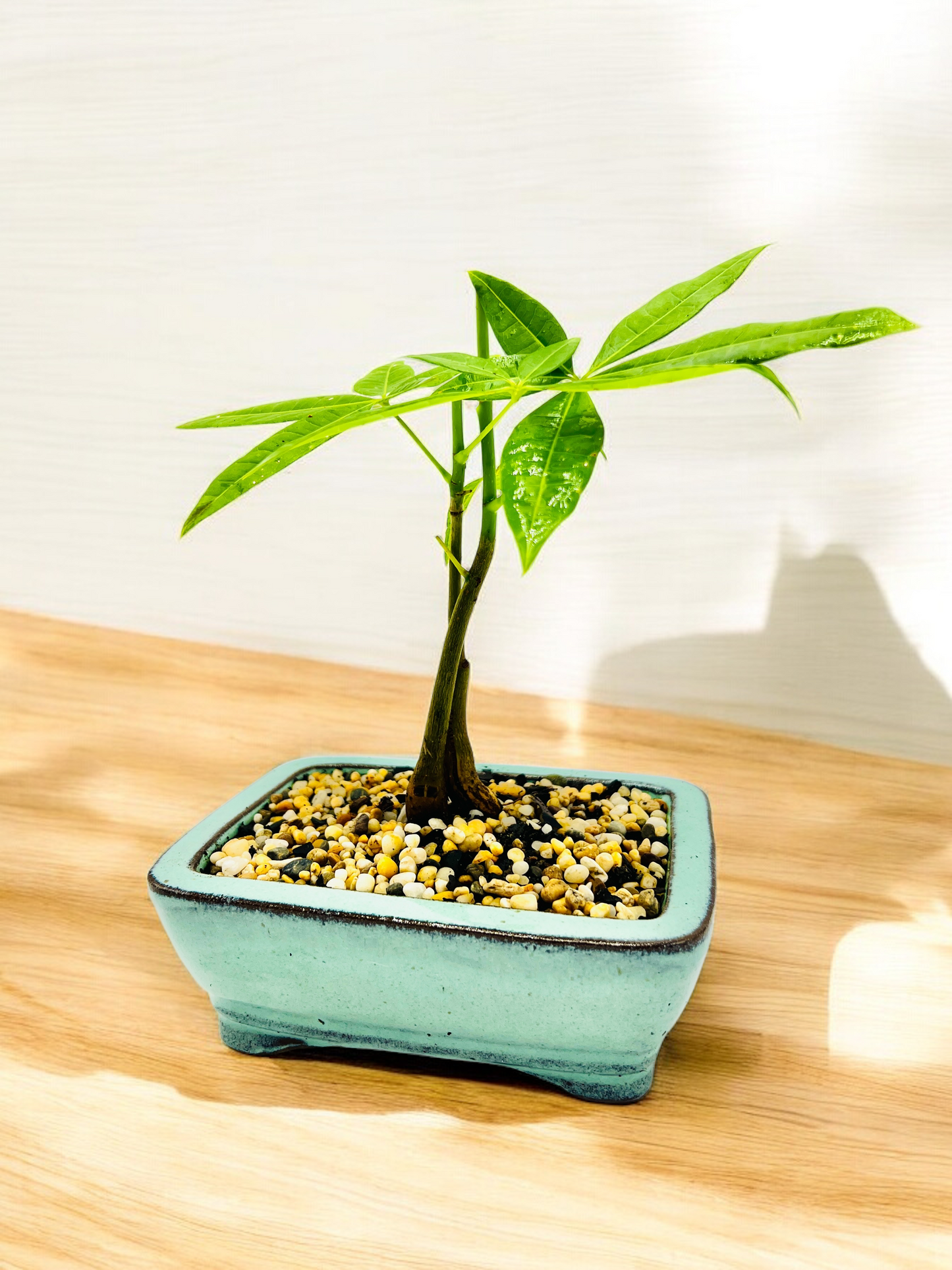 5 Leaves Twin Trunk Indoor Guiana Chestnut “Pachira Aquatica” Bonsai Tree 6 Inch 发财树