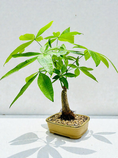 Large Trunk Indoor Guiana Chestnut “Pachira Aquatica” Bonsai Tree 8 Inch 发财树