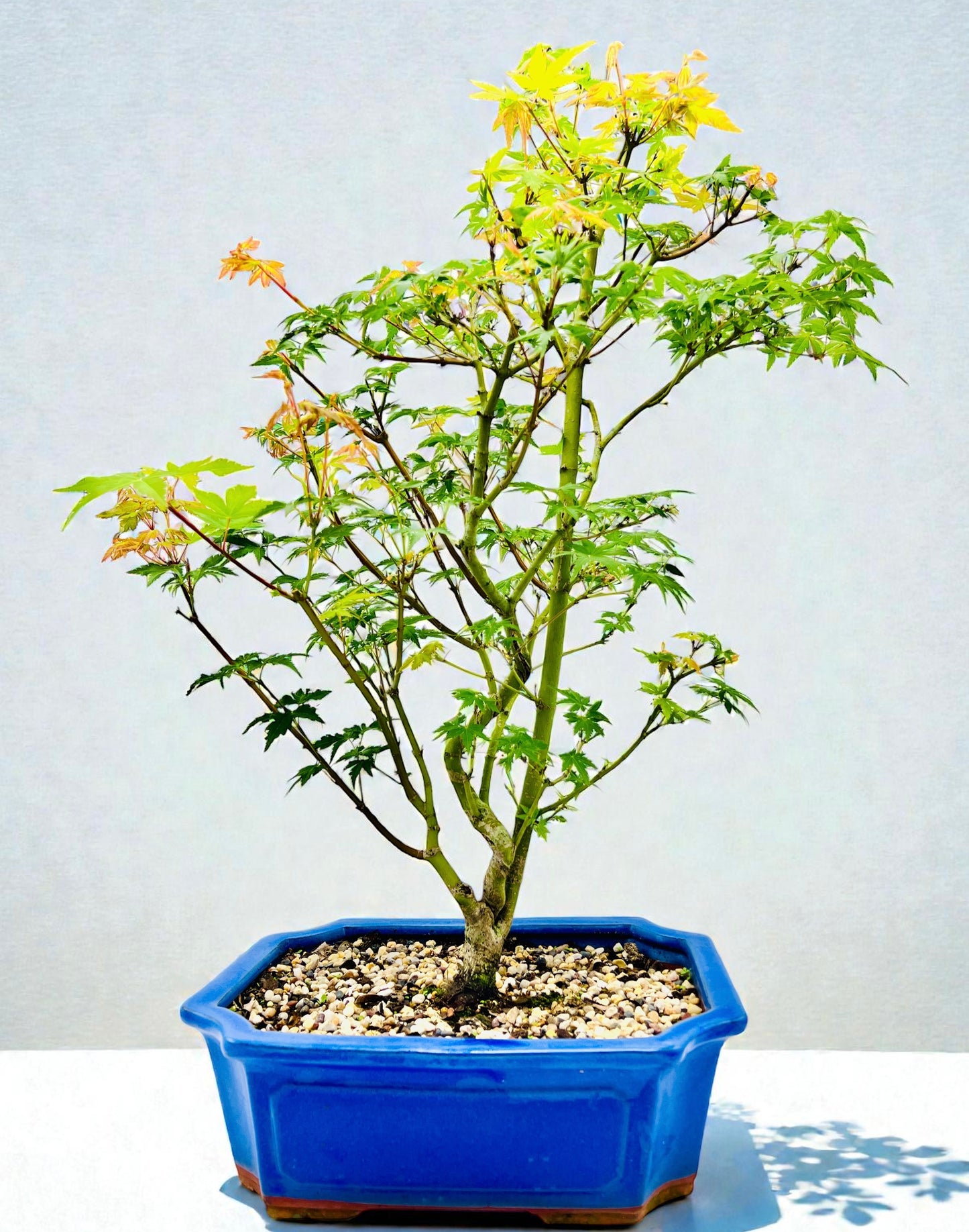 Japanese Maple Bonsai Tree 75cm Tall
