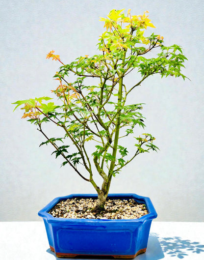 Japanese Maple Bonsai Tree 75cm Tall