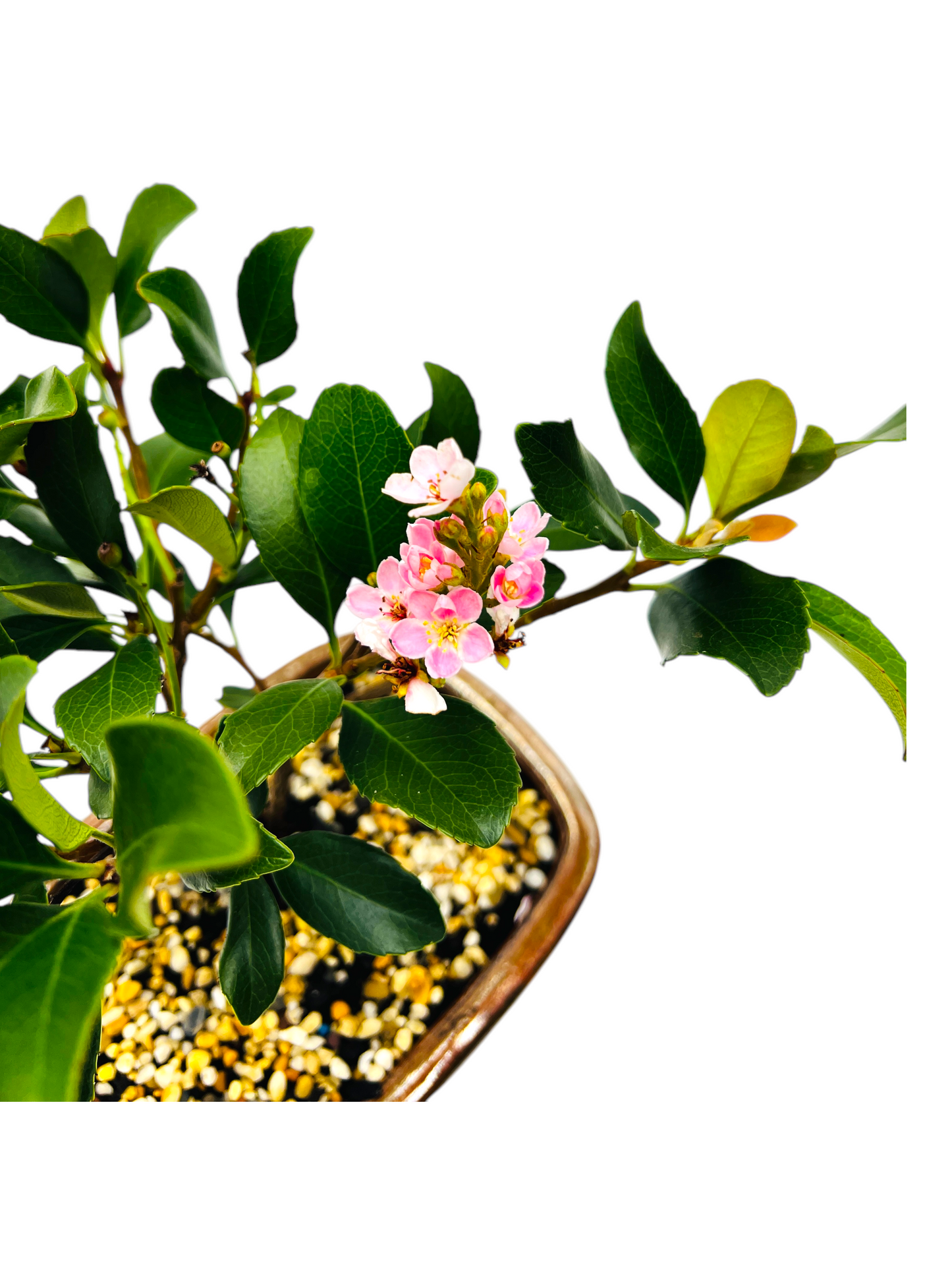 Hawthorn “Cherry Blossom” Bonsai Tree 8 Inch