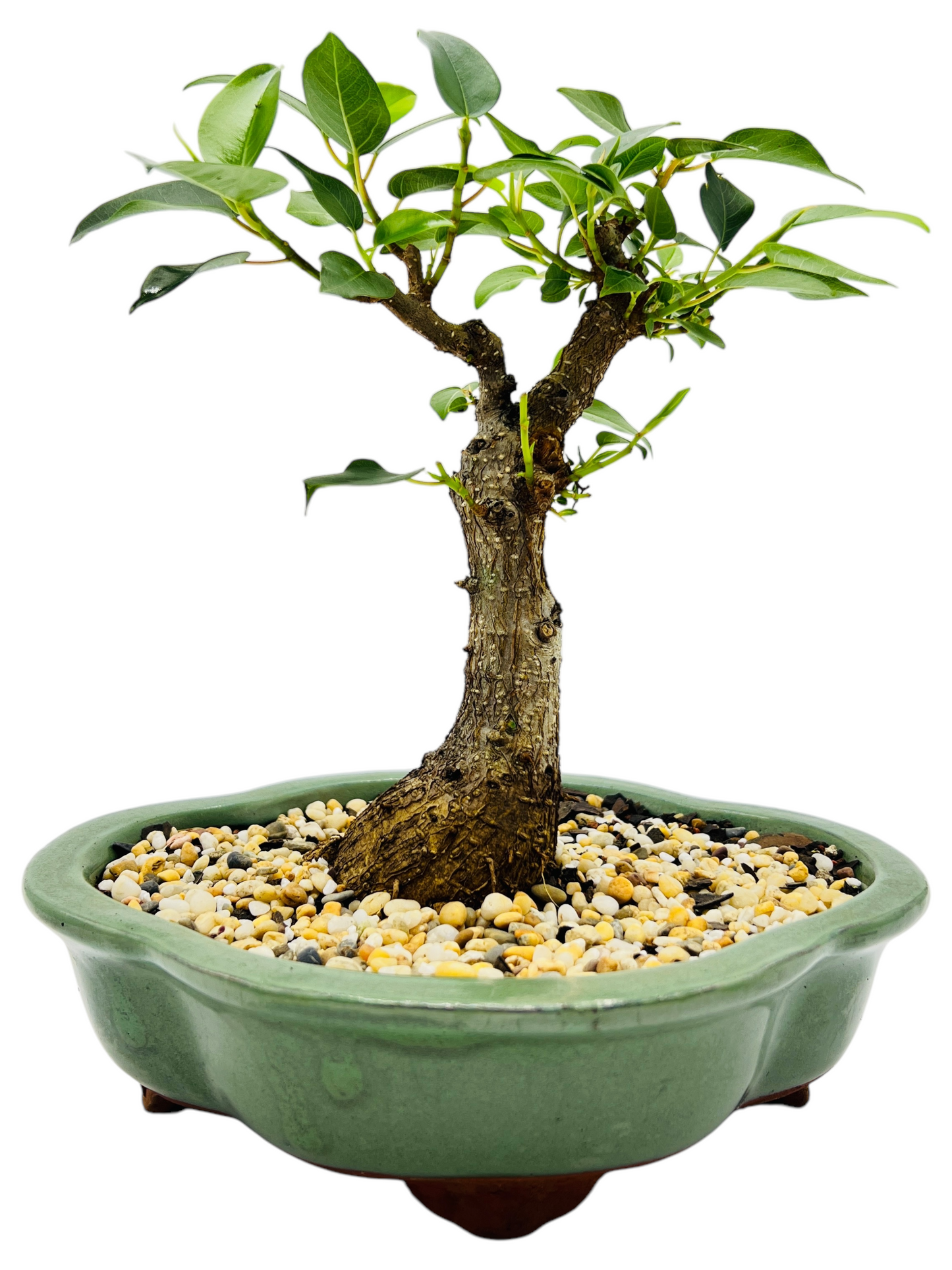 8 Inch Small Leaf Fig Bonsai Tree