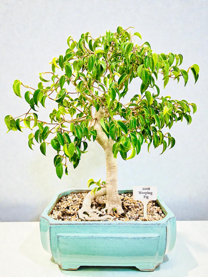 Weeping Fig Bonsai Tree 15 Years Old 70cm Tall