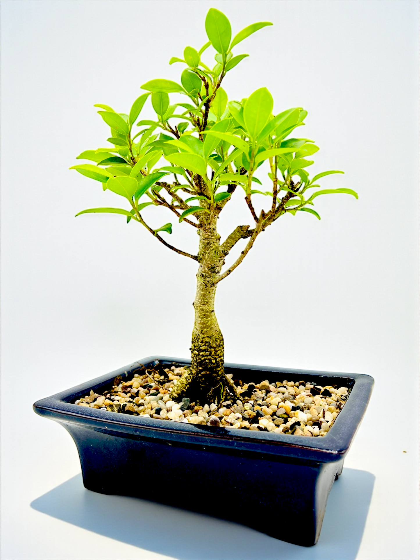 8 Inch Tiger Bark Fig Bonsai Tree