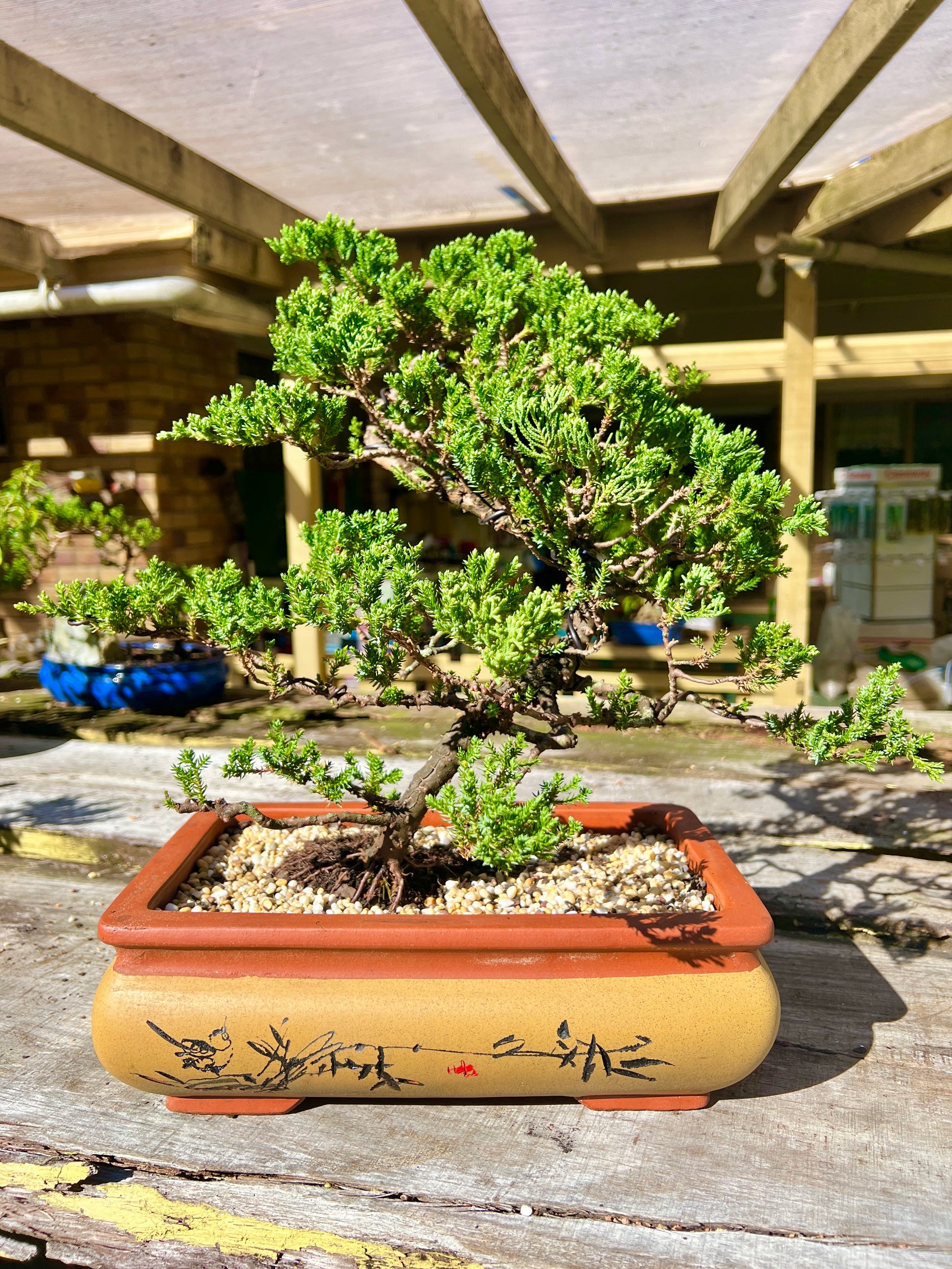 do bonsai trees get big Large Juniper Squamata Bonsai Tree 12 Inch – Bonsai Gifts Nursery