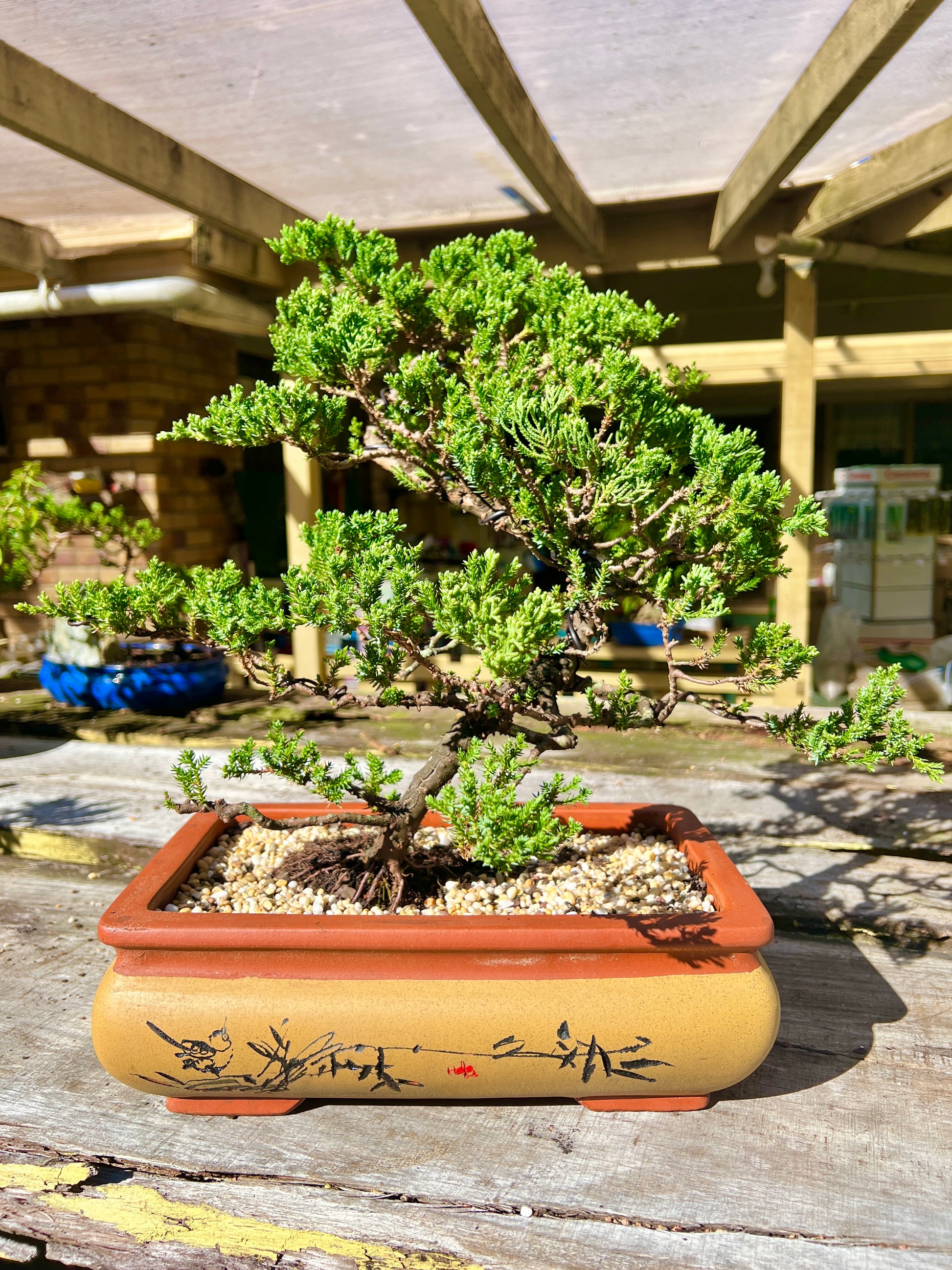 Large Juniper Squamata Bonsai Tree 12 Inch - Bonsai Gifts Nursery