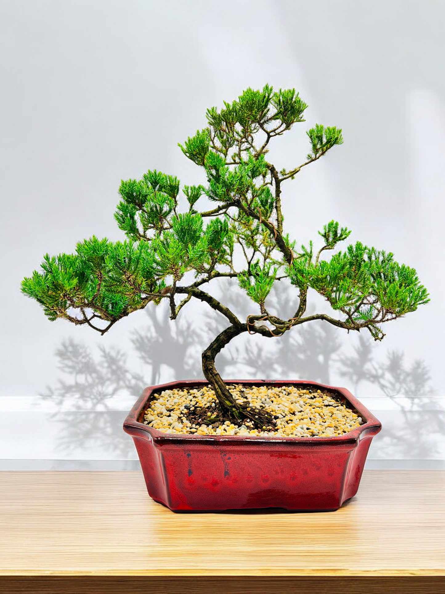 Large Juniper Squamata Bonsai Tree 12 Inch