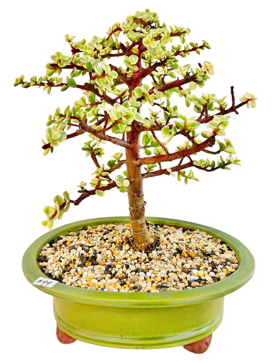 10 Inch Variegated Jade Bonsai Tree