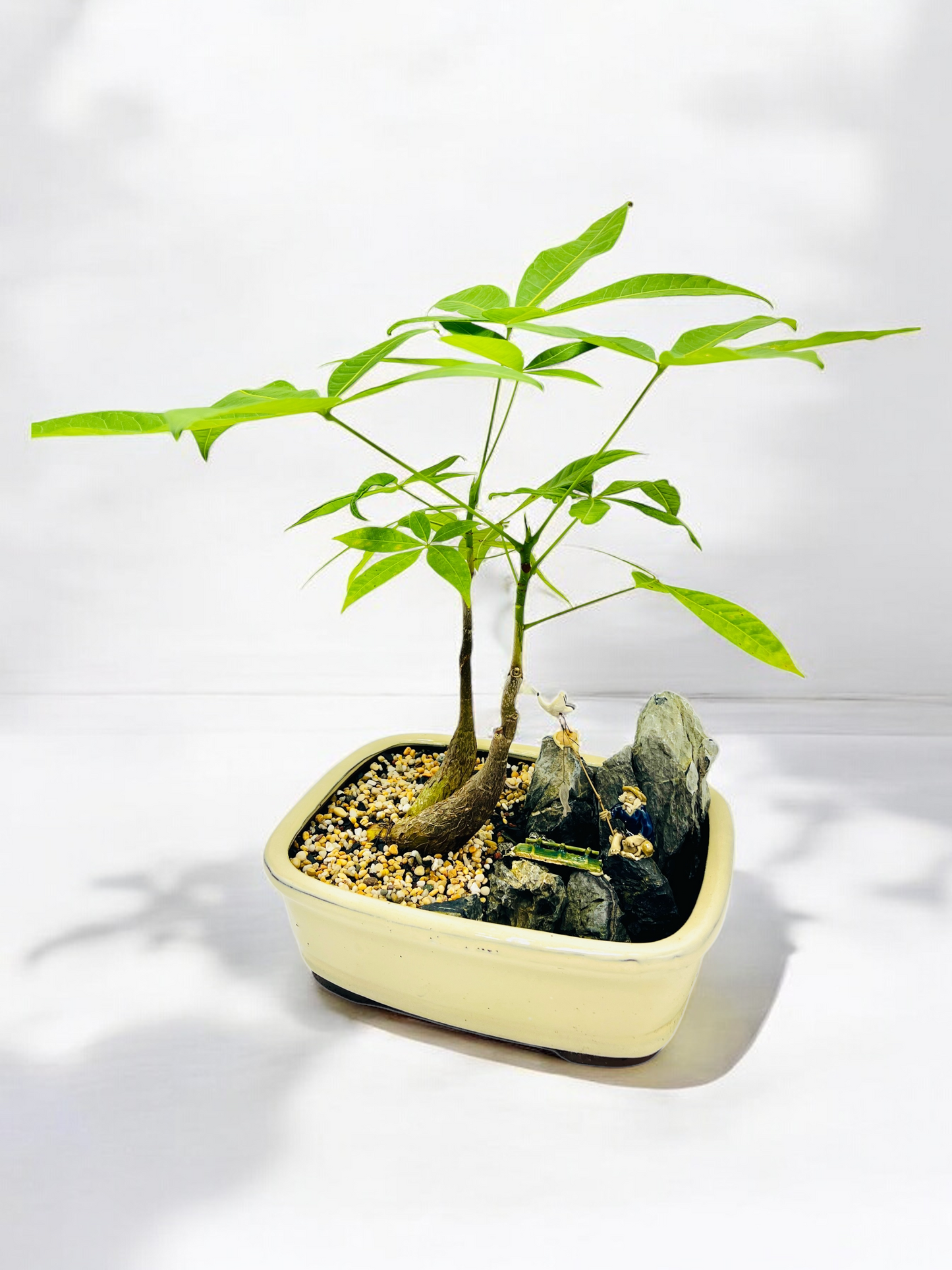 Rock Feature Twin Trunk Braided Indoor Guiana Chestnut “Pachira Aquatica” Bonsai Tree 12 Inch 发财树