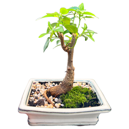 Small Leaf Fig Bonsai Tree 6 Inch - Bonsai Gifts Nursery