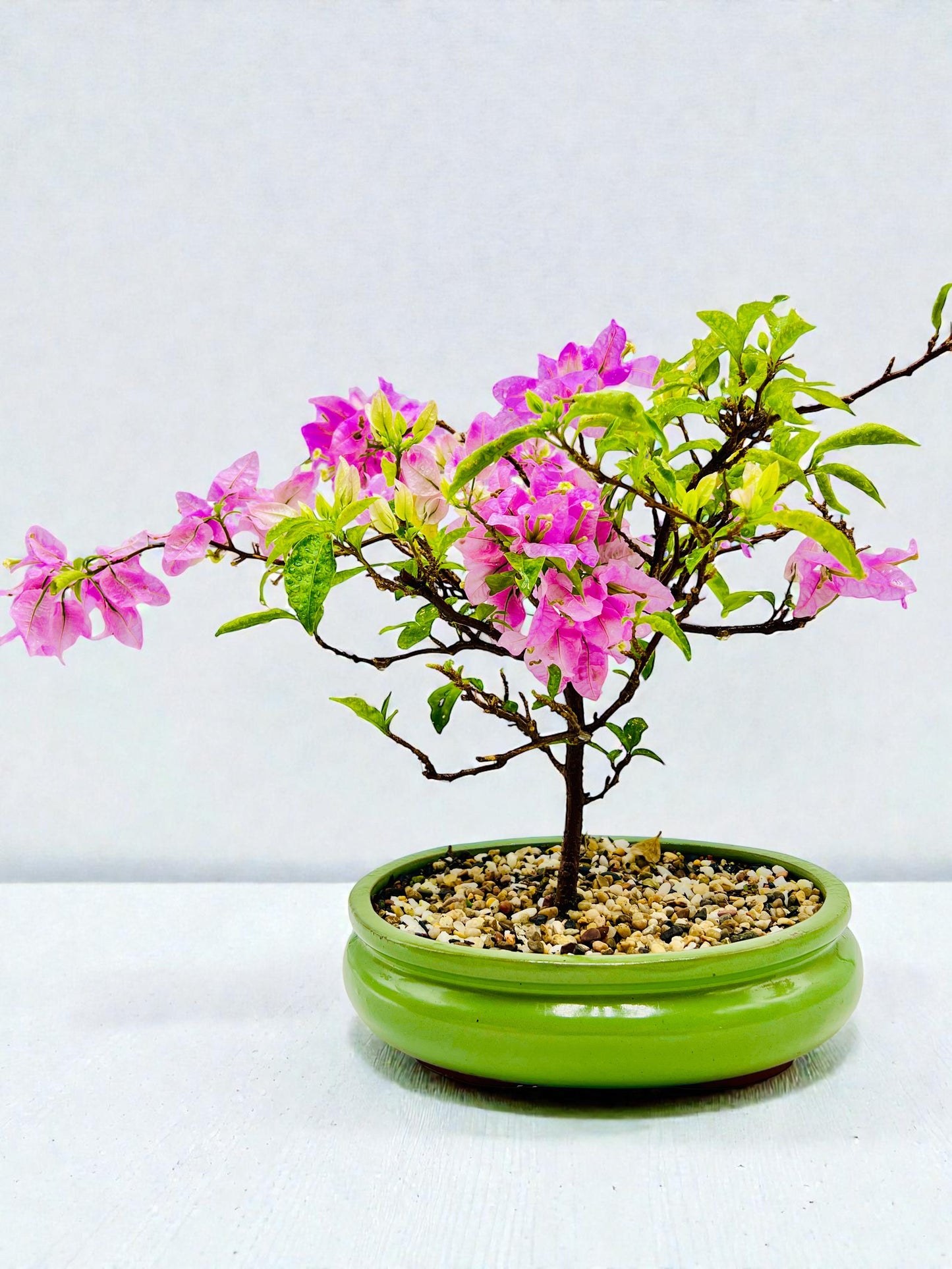 10” Pink Lavender Flowering Bougainvillea Bonsai Tree - Valentines Day Special