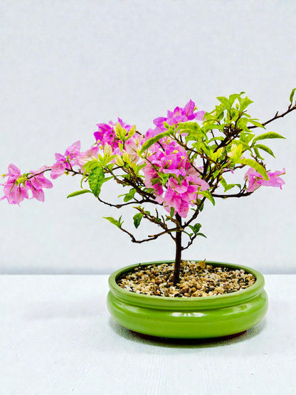 10” Pink Lavender Flowering Bougainvillea Bonsai Tree - Valentines Day Special
