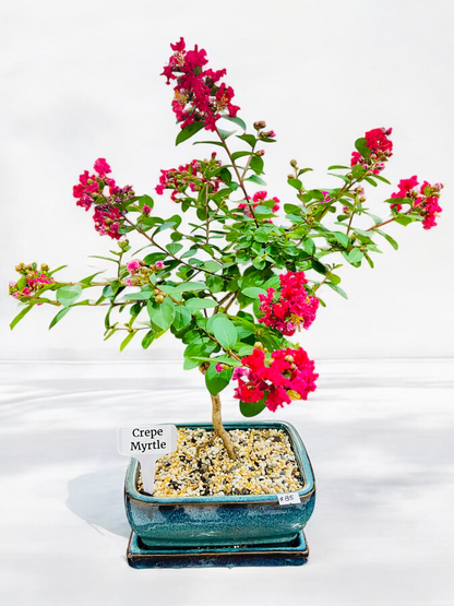 8 Inch Crepe Myrtle Bonsai Tree