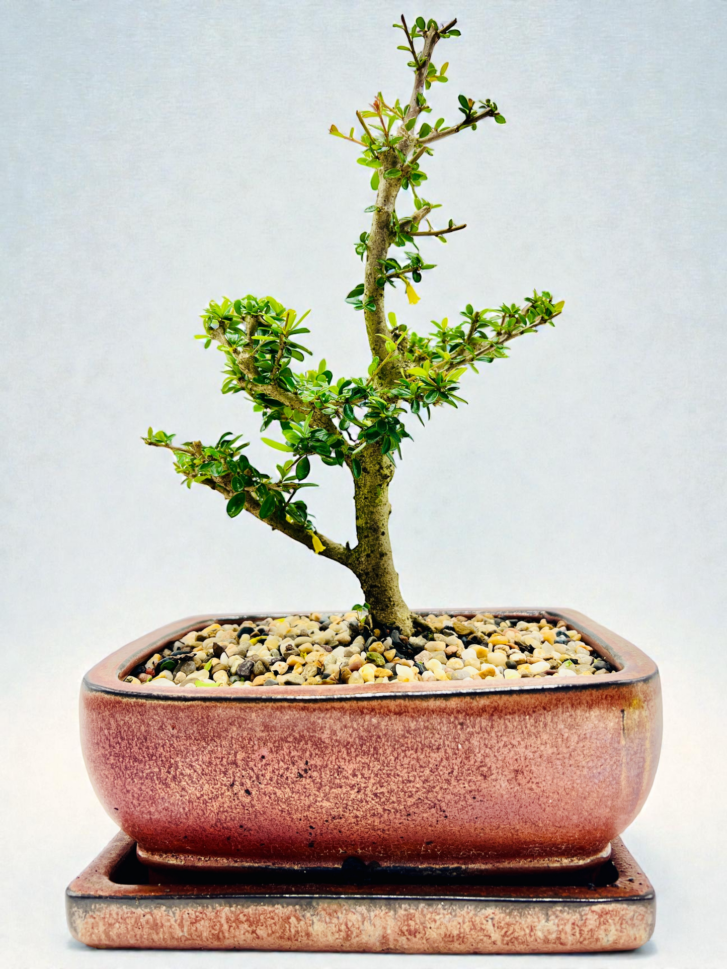 8 Inch Neea Buxifolia Bonsai Tree - Rustic Pot With Saucer