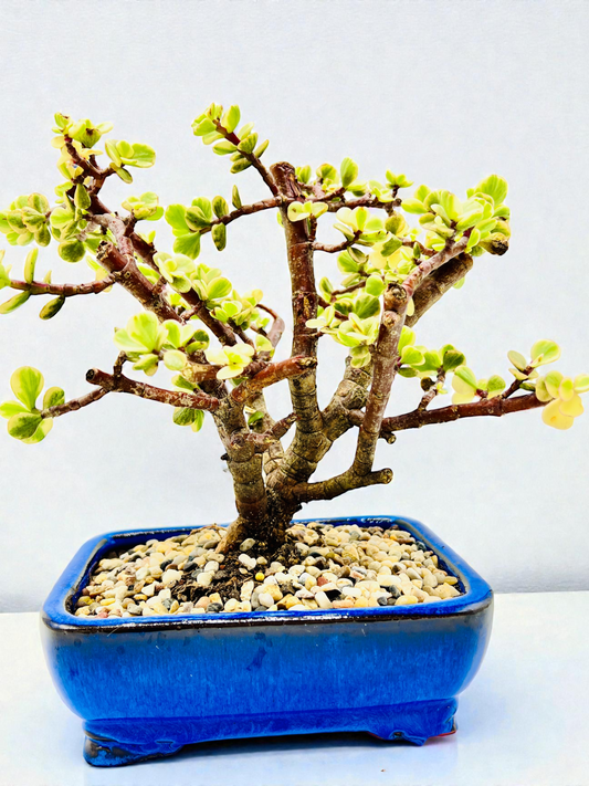 8 Inch Variegated Jade Bonsai Tree