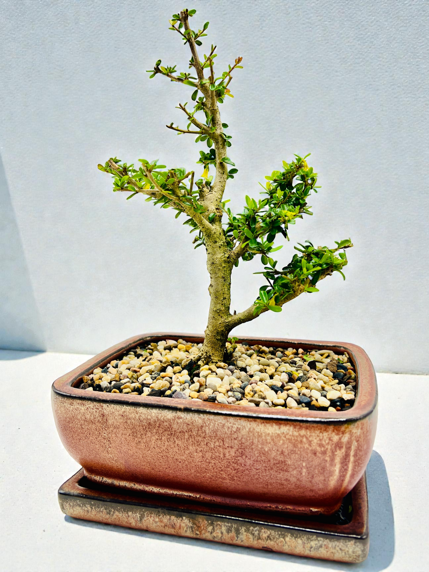 8 Inch Neea Buxifolia Bonsai Tree - Rustic Pot With Saucer