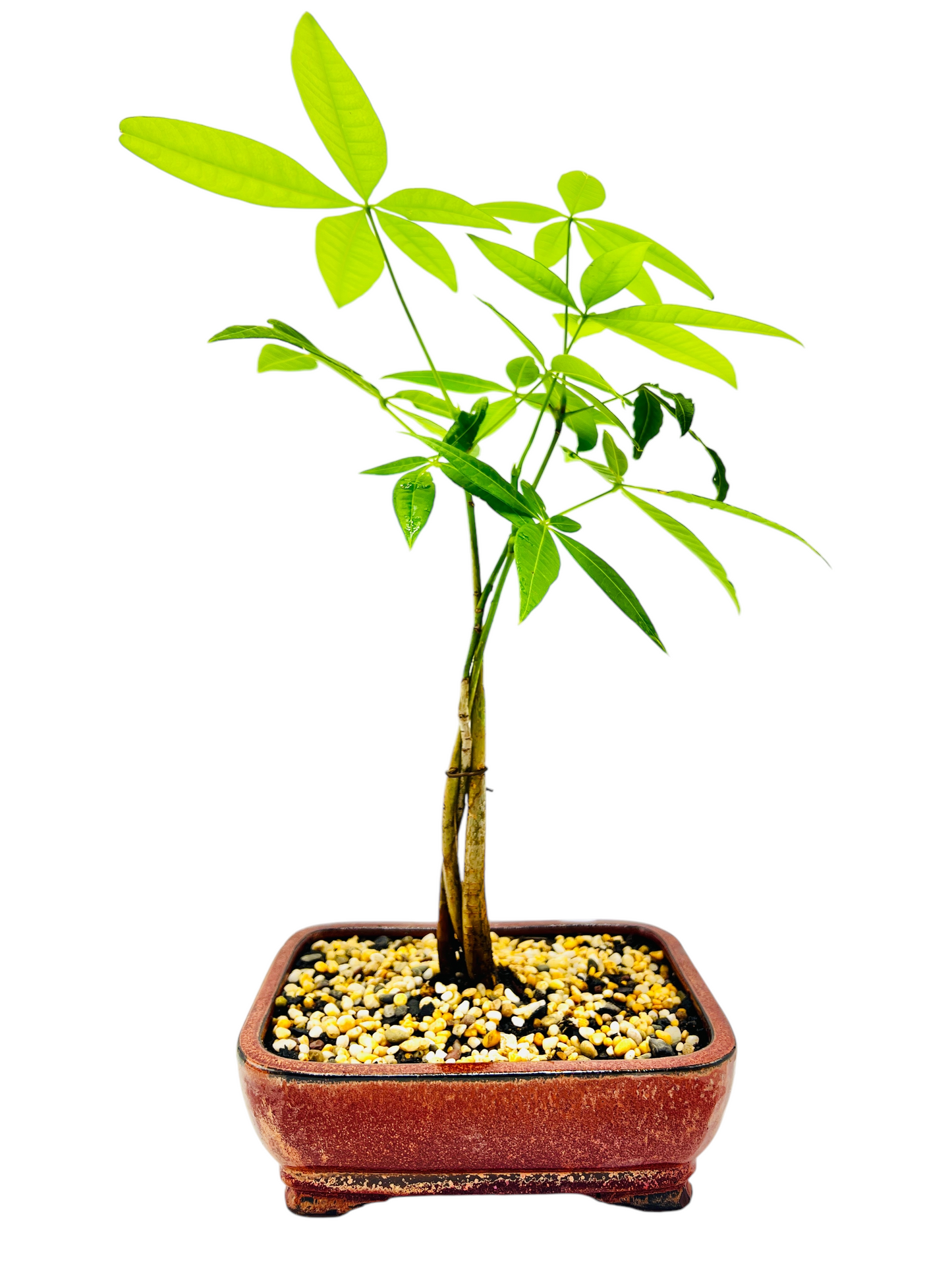 5 Leaves Triple Trunk Indoor Guiana Chestnut “Pachira Aquatica” Bonsai Tree 7 Inch 发财树