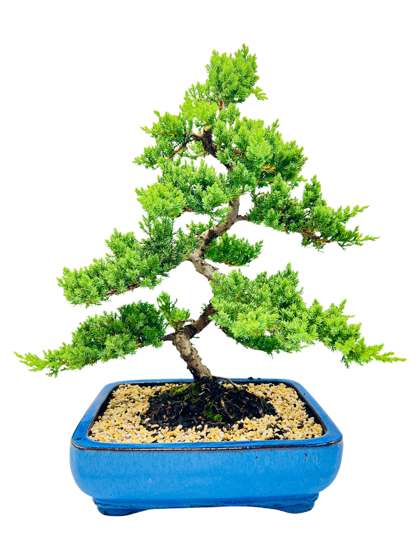 Advanced Twisted Trunk Juniper Squamata Bonsai Tree