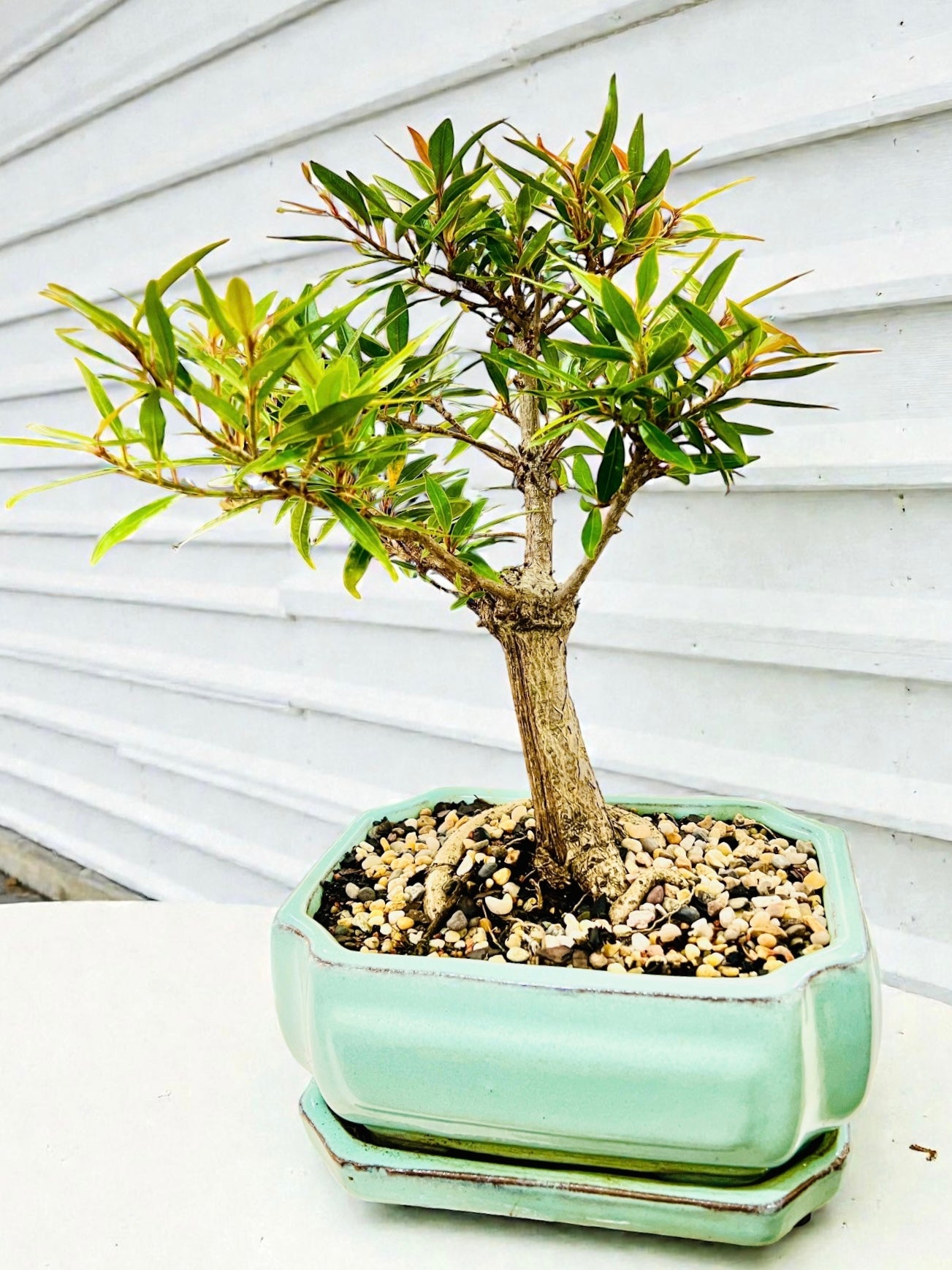 2017 8 Inch Willow Leaf Fig Bonsai Tree - Teal Pot With Ceramic Saucer