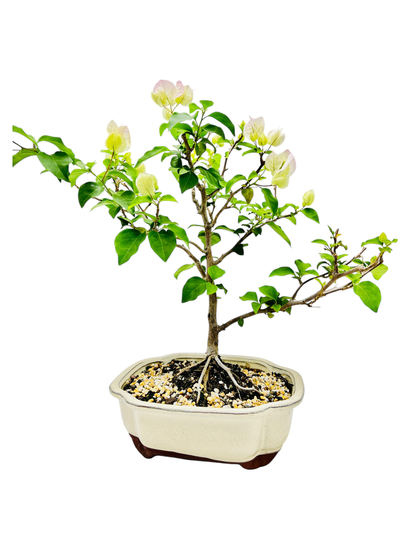 10” White/Pink Flowering Bougainvillea Bonsai Tree