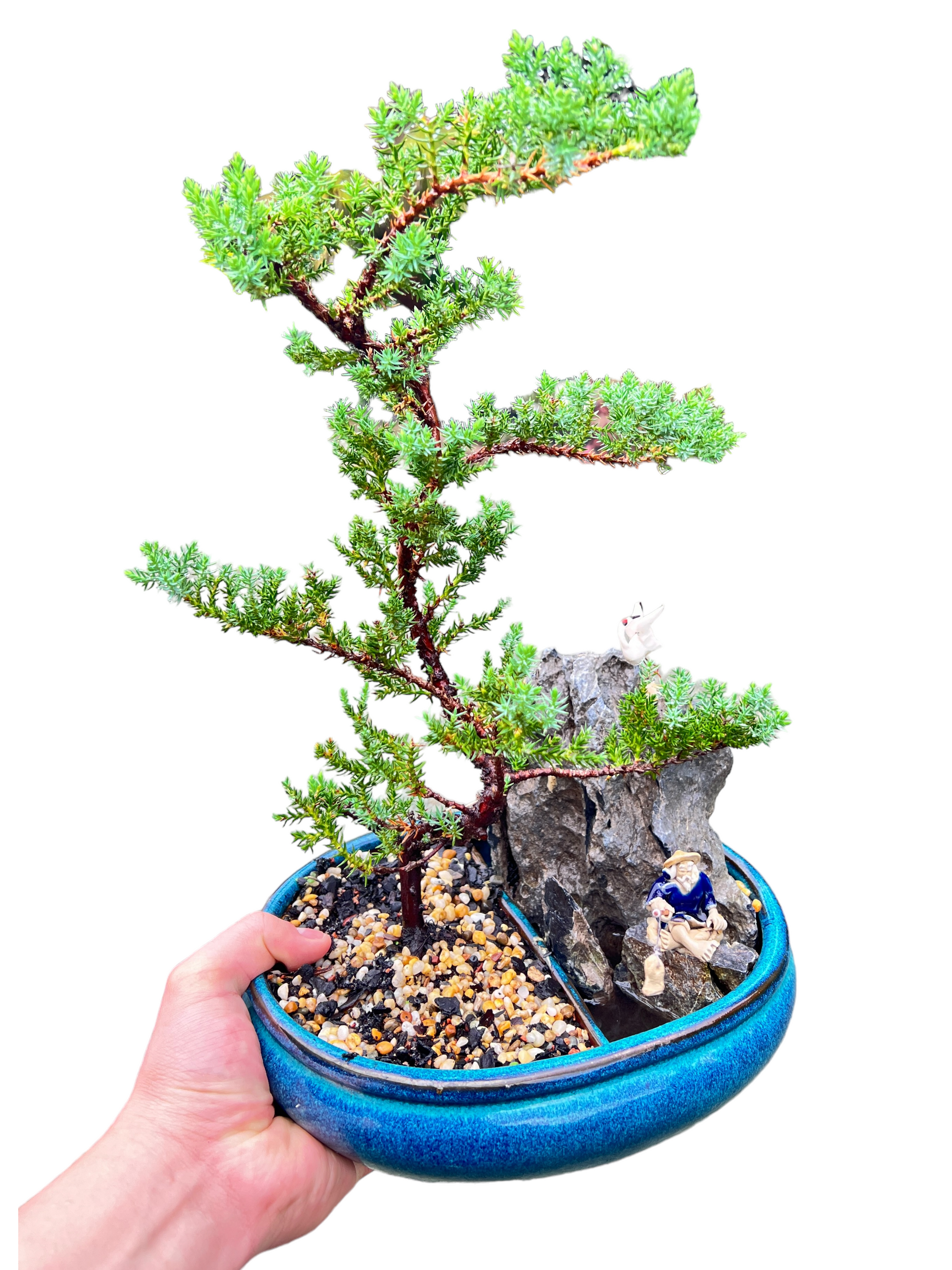 Juniper Bonsai Tree With Rock Feature 10 Inch - Bonsai Gifts Nursery