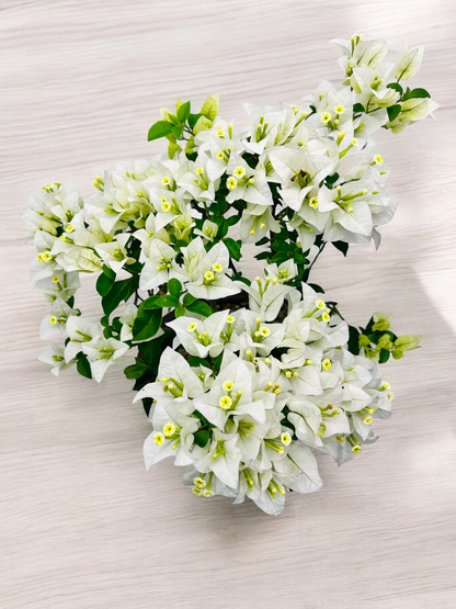 10” White Bougainvillea Bonsai Tree 6 Years Old 50cm Tall