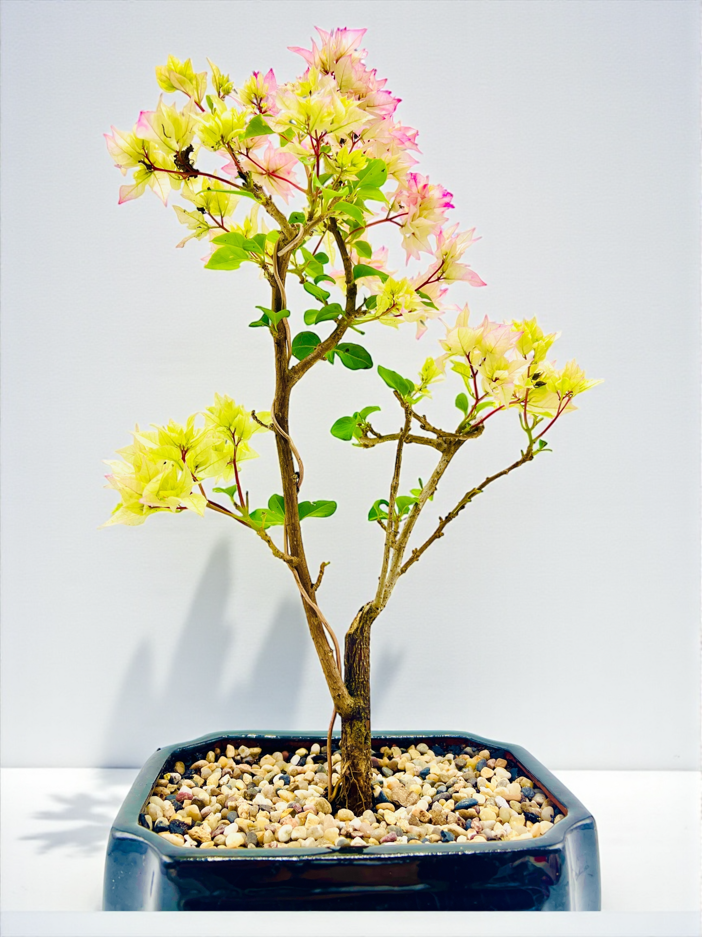 8” Hybrid White-Pink Bougainvillea 5 Years Old 45cm Tall With Saucer