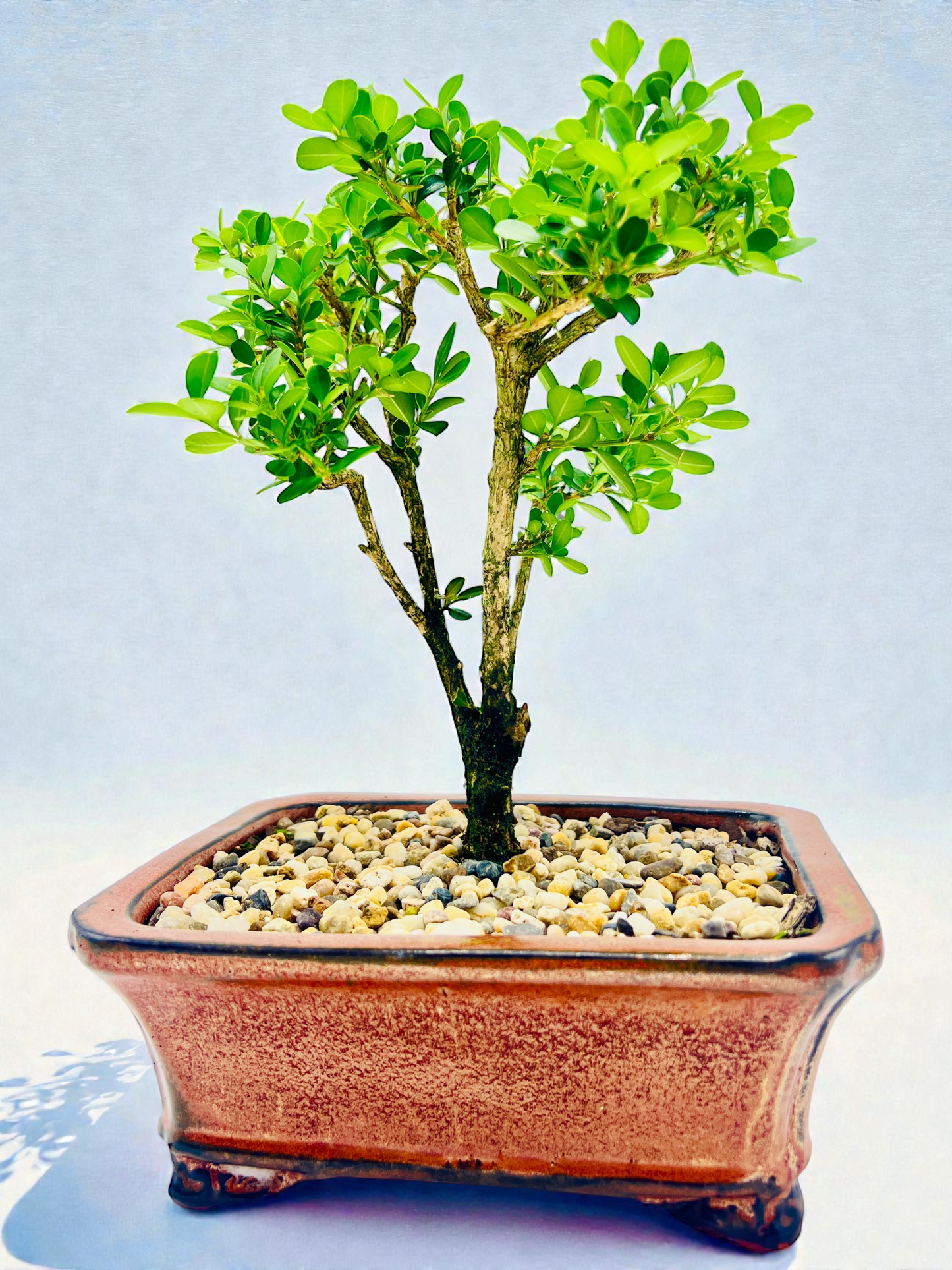Japanese Boxwood 8" Bonsai Tree - Rustic Pot