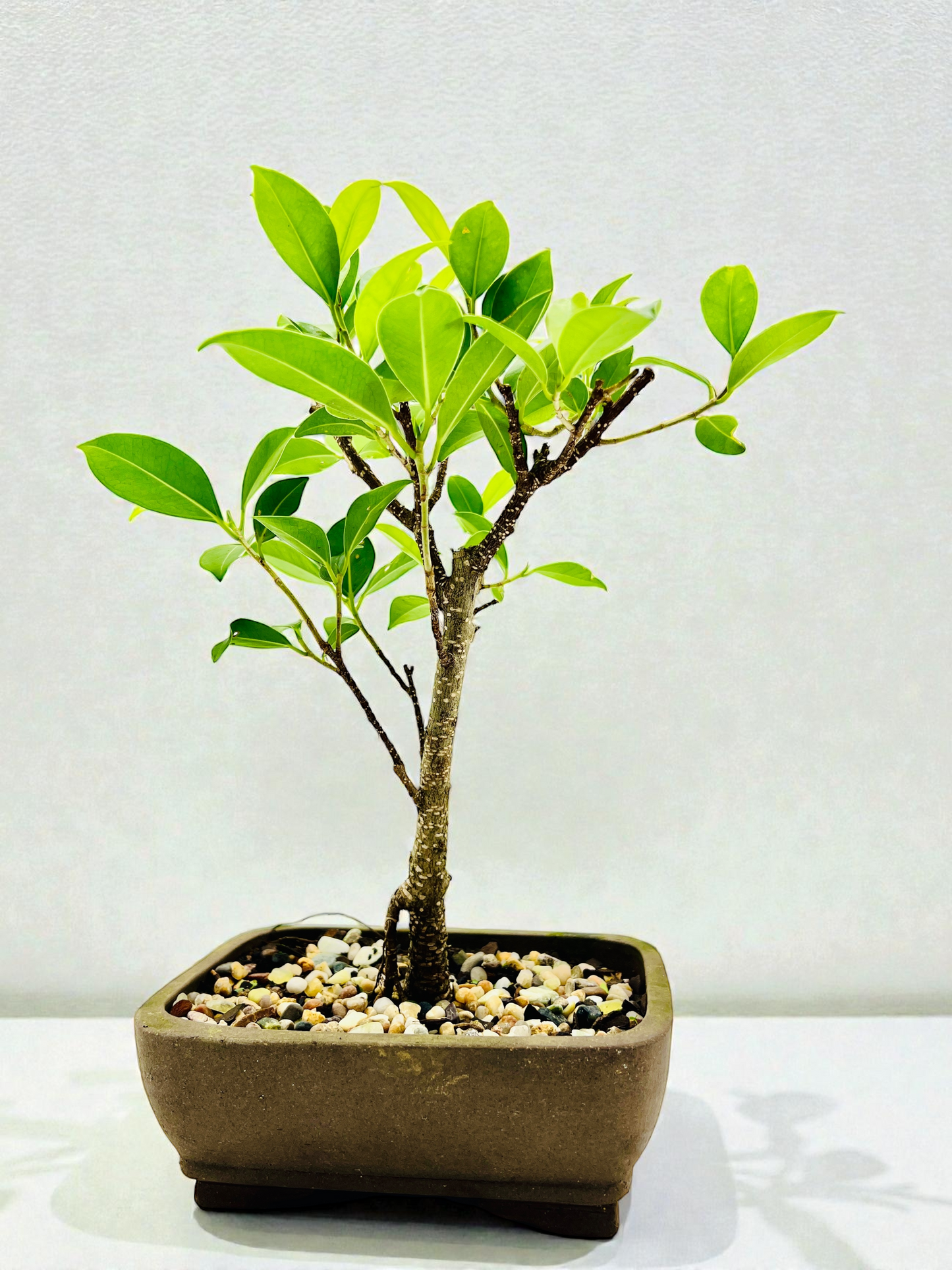 7 Inch Tiger Bark Fig Bonsai Tree