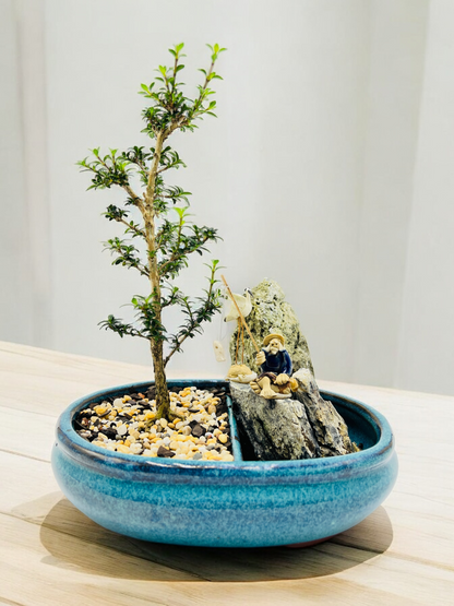 8 Inch Rock Feature Japanese Kyoto Serissa Bonsai Tree