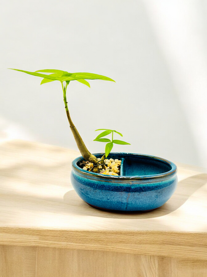 Twin Trunk Indoor Guiana Chestnut “Pachira Aquatica” Bonsai Tree 发财树