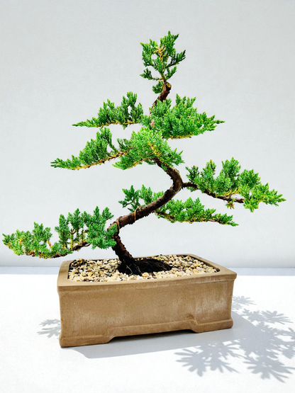 2013 Advanced Twisted Trunk Juniper Squamata Bonsai Tree