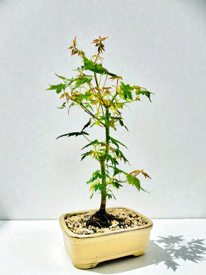 Japanese Maple Bonsai Tree 8 Inch