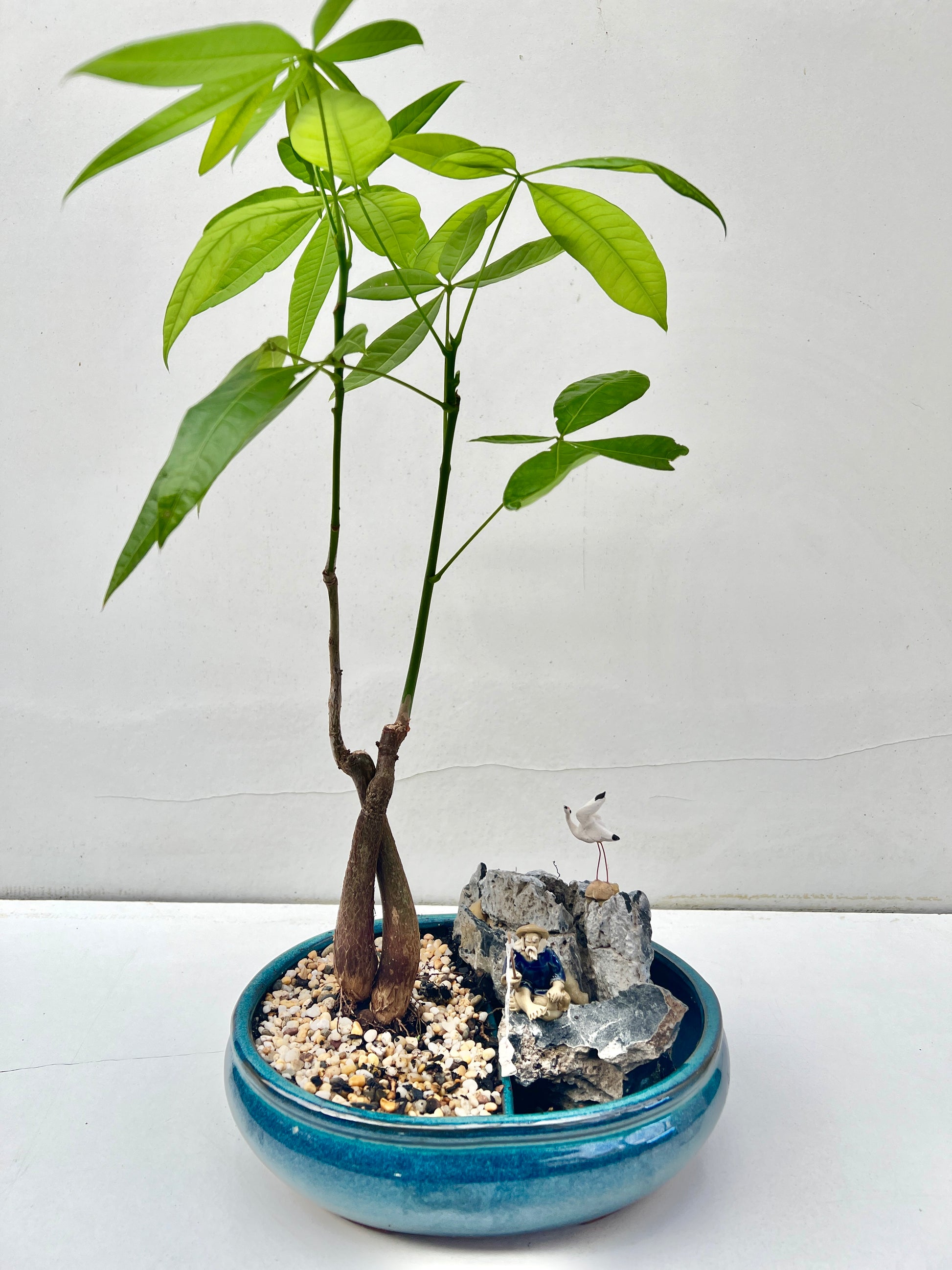 Rock Feature Double Trunk Twisted Indoor Guiana Chestnut “Pachira Aquatica” Bonsai Tree 10 Inch 发财树 - Bonsai Gifts Nursery