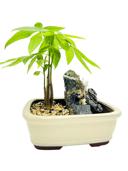 Rock Feature Triple Trunk Indoor Guiana Chestnut “Pachira Aquatica” Bonsai Tree 8 Inch 发财树