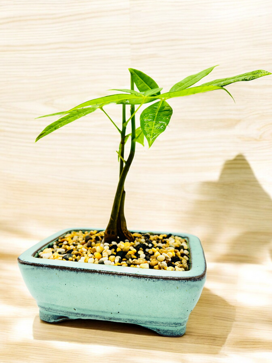 5 Leaves Twin Trunk Indoor Guiana Chestnut “Pachira Aquatica” Bonsai Tree 6 Inch 发财树