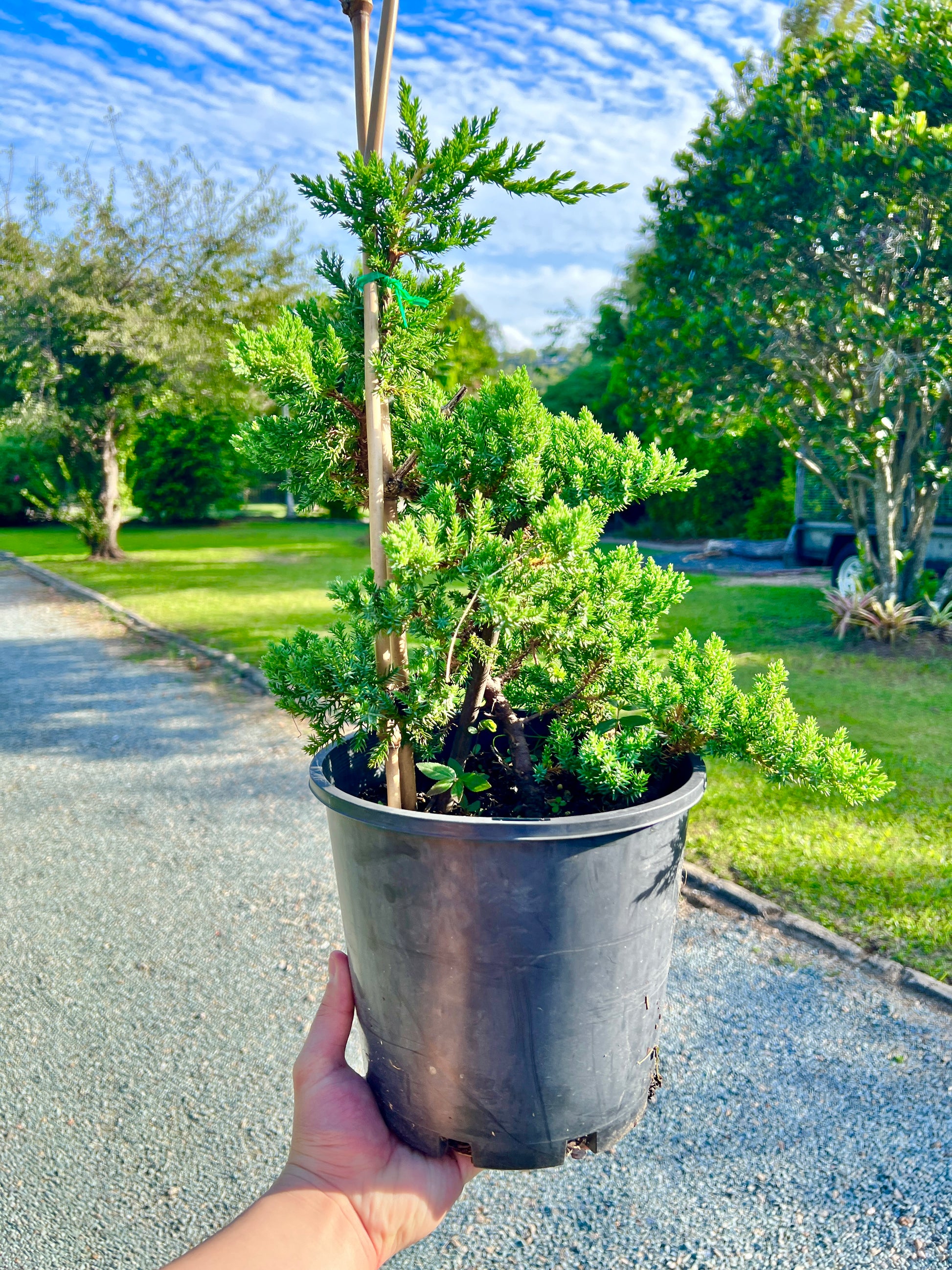 8 Inch Twisted Staked Juniper DIY Pre Bonsai Tree - Bonsai Gifts Nursery