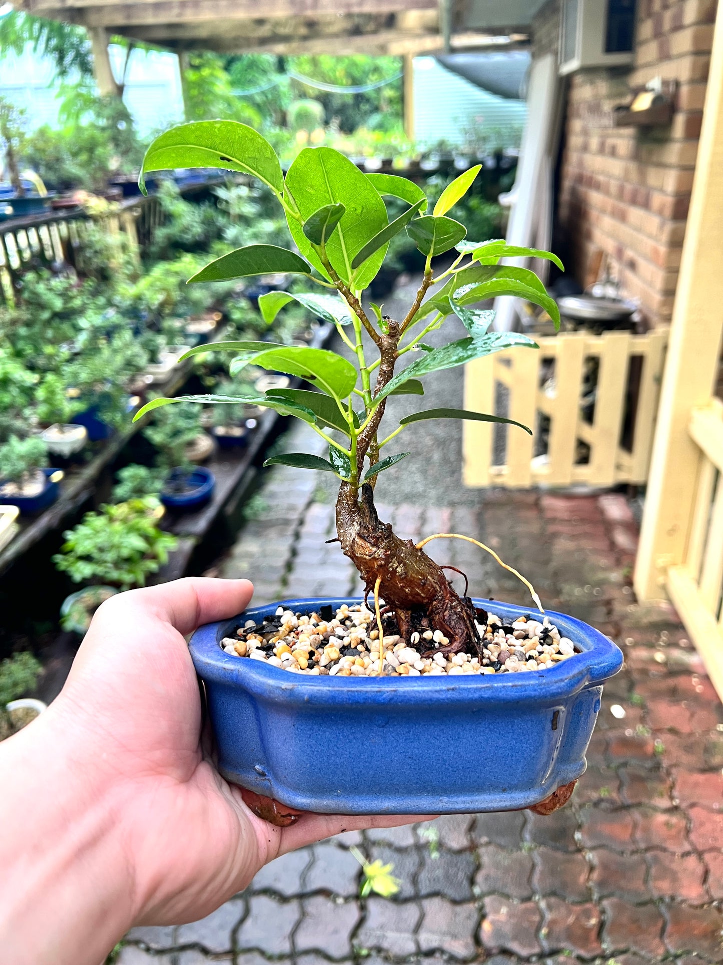 Small Leaf Fig Bonsai Tree 6 Inch - Bonsai Gifts Nursery